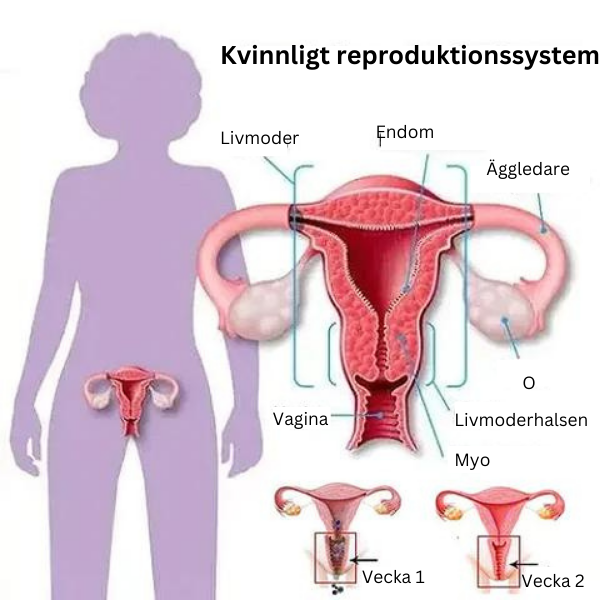 Alvobutik ™ | Honeycomb vaginal åtstramning och kroppsskapande trosor